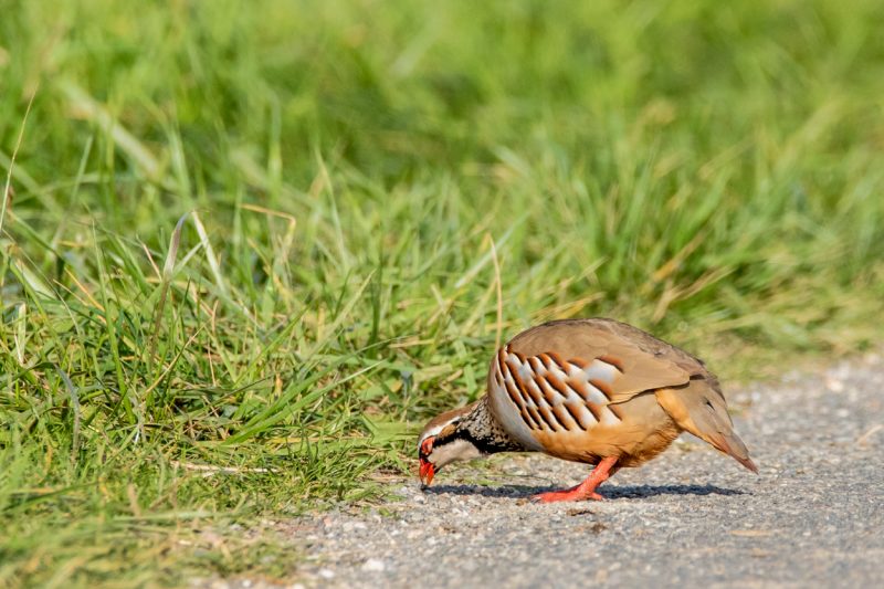 Perdrix rouge se nourrissant
